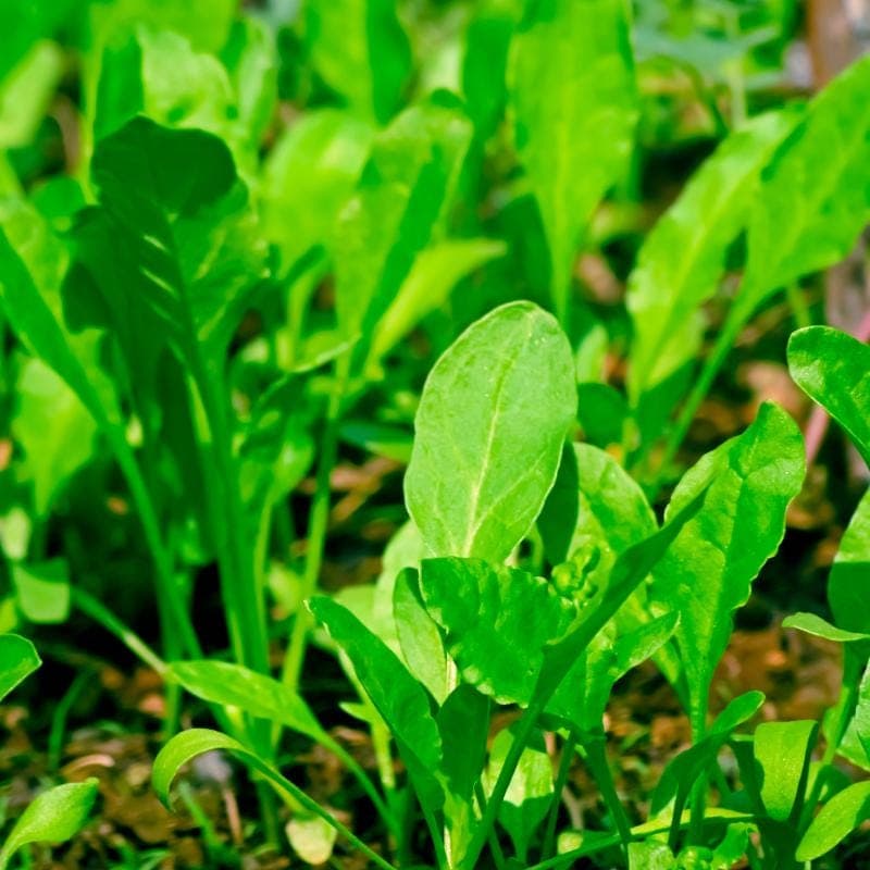 All Green Palak (Spinach Beet) Seeds