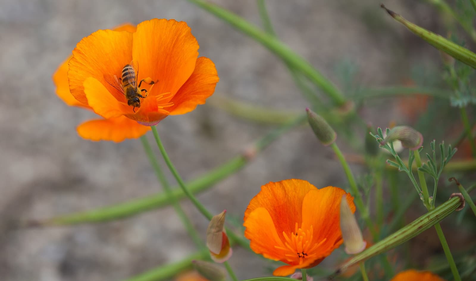 Reference image for Eschscholzia