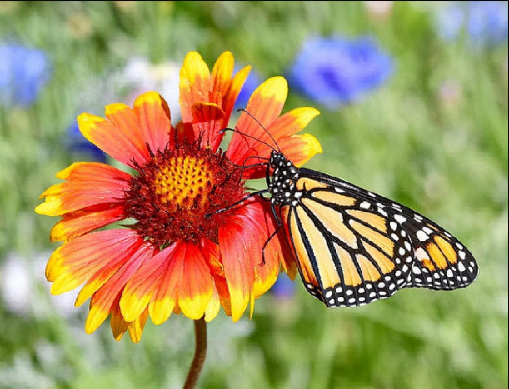 Gaillardia Aristata mix Seeds