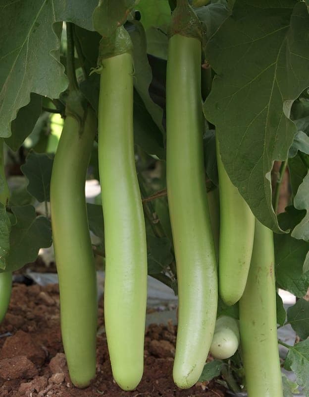 Eggplant green long Seeds