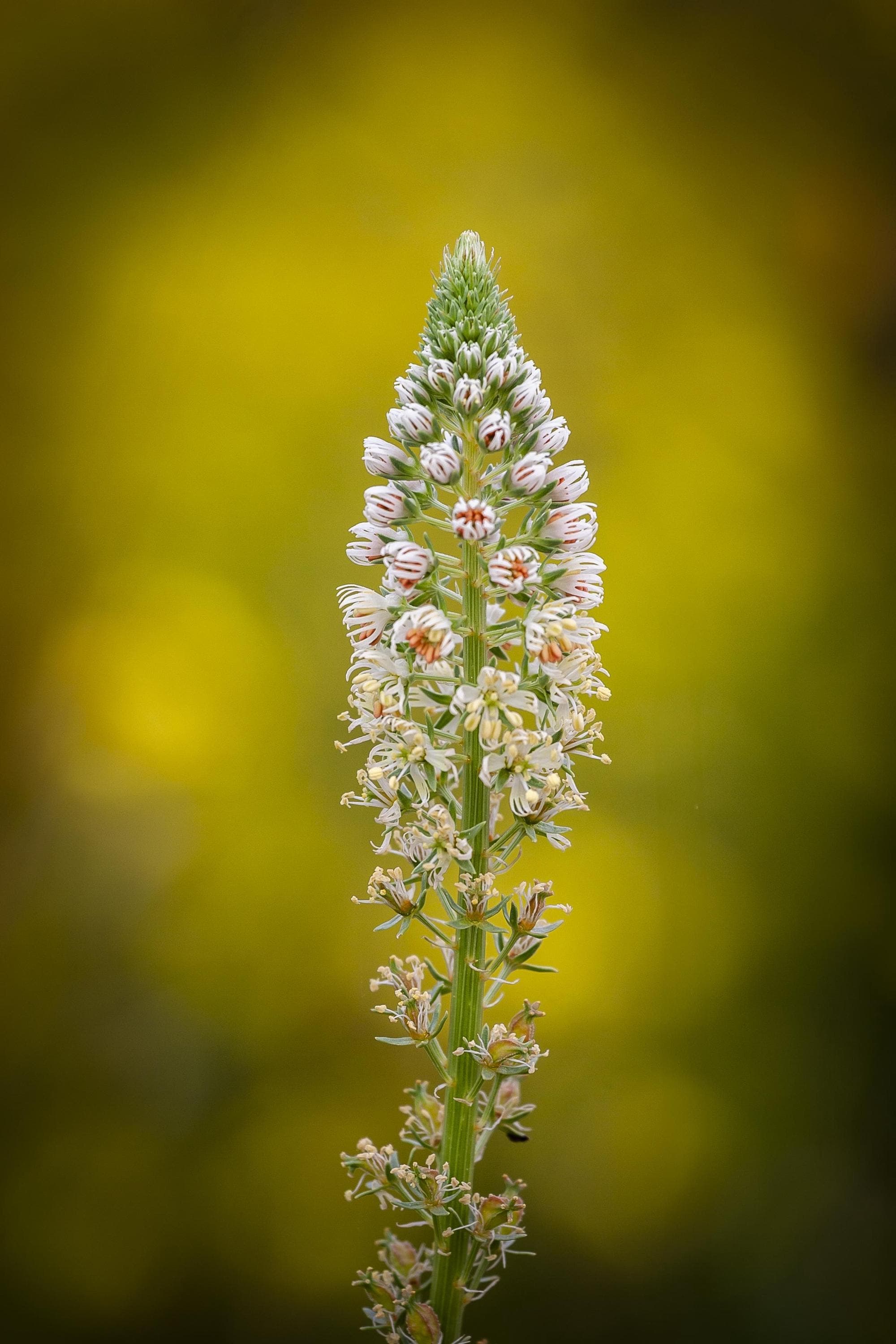 Reseda odorata Seeds