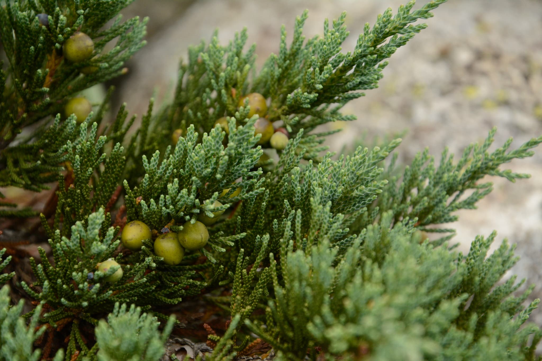 Reference image for Juniperus indica