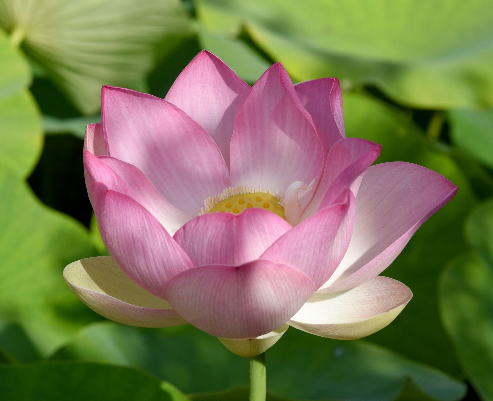 Water wild pink lotus Seeds