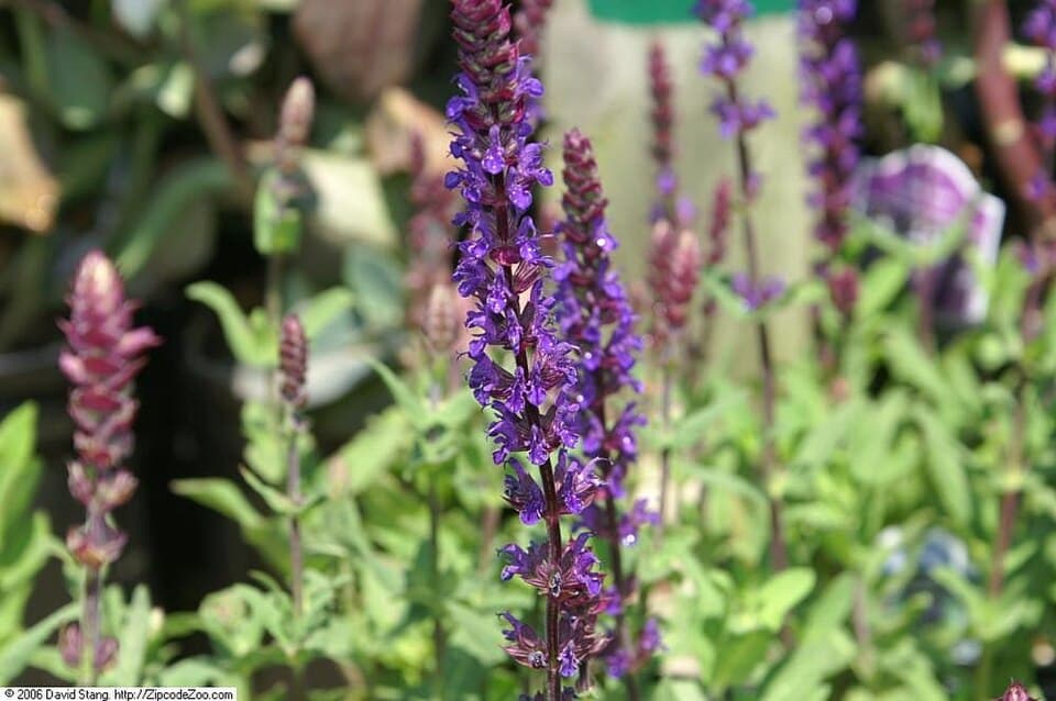 Reference image for Salvia nemorosa