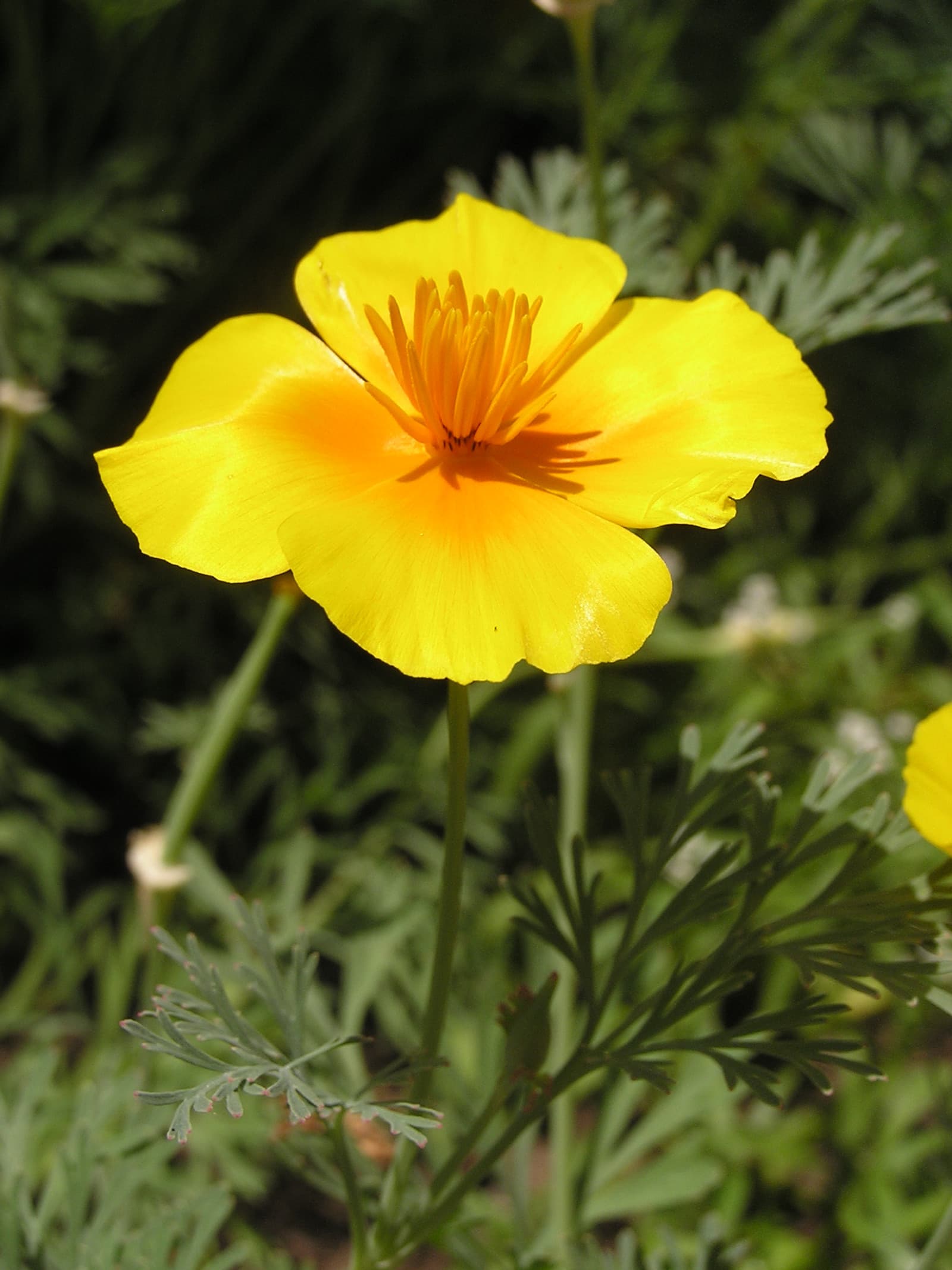 Reference image for Eschscholzia