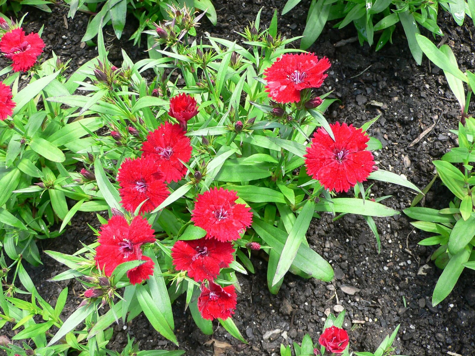 Reference image for Dianthus chinensis