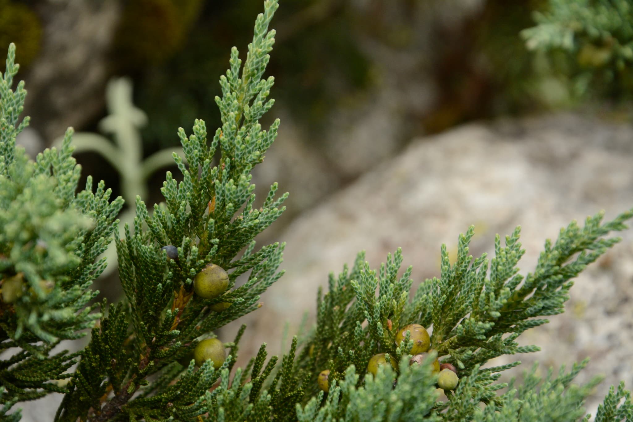 Reference image for Juniperus indica