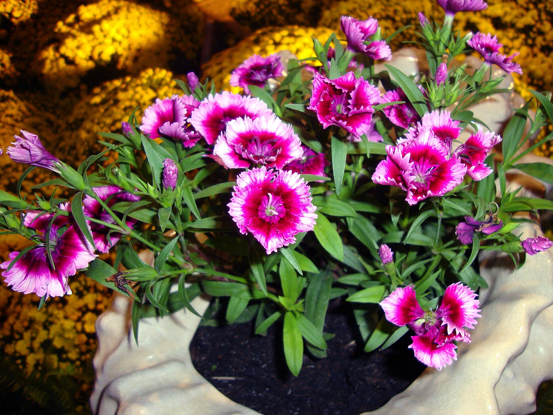 Reference image for Dianthus chinensis