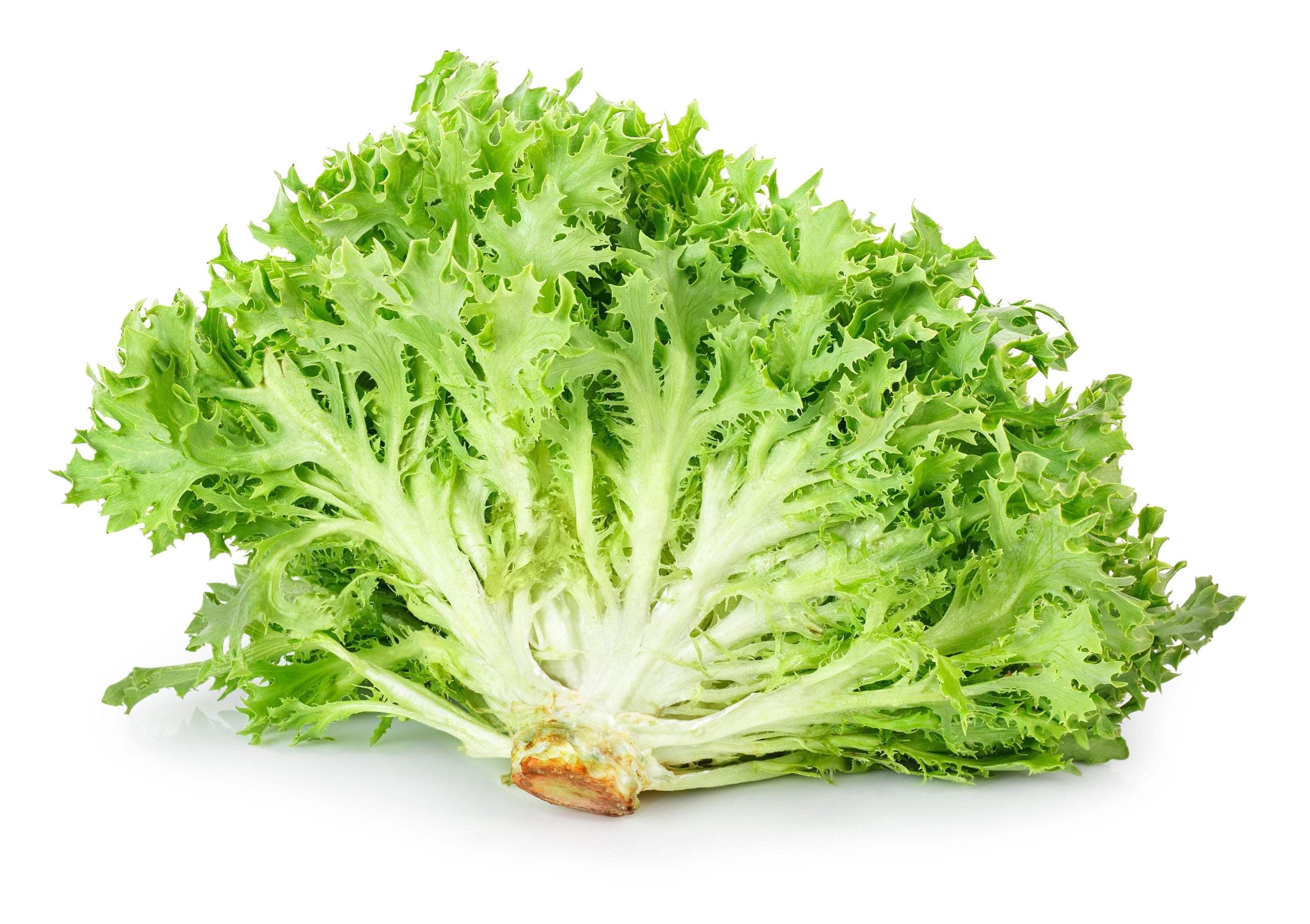 Green Curly Endive Seeds