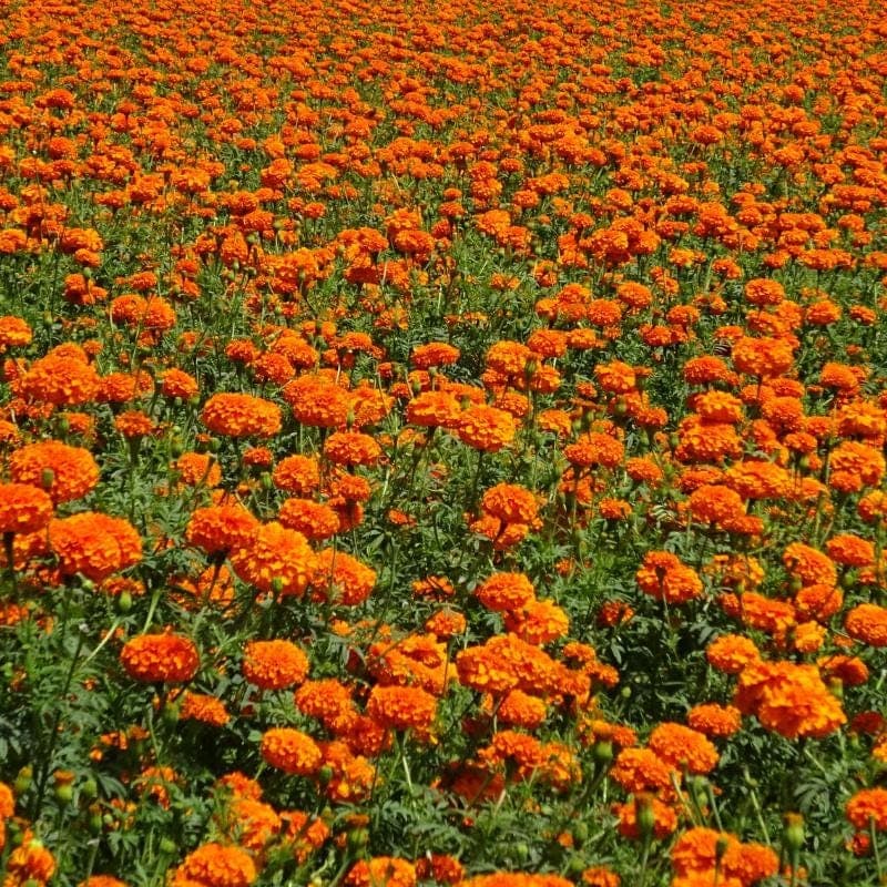 Calendula officinalis, Calendula Seeds