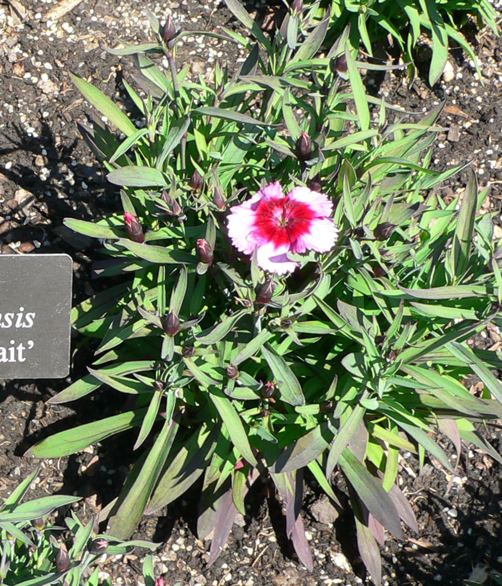 Reference image for Dianthus chinensis