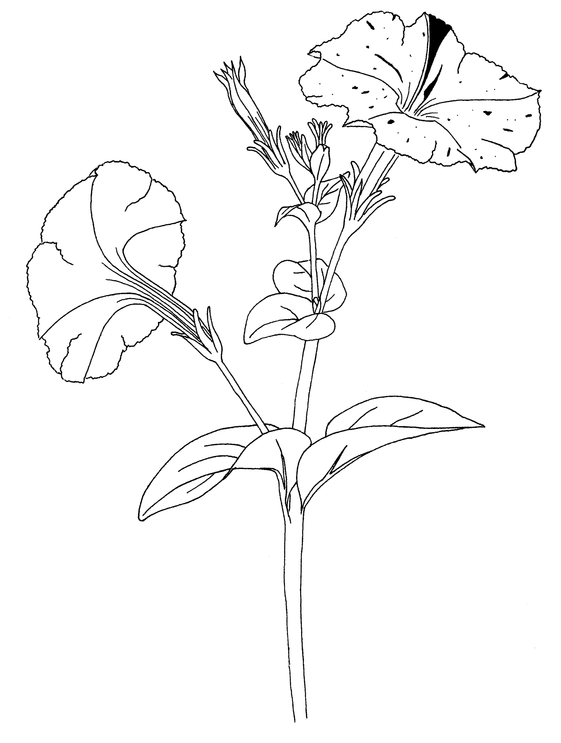 Reference image for Petunia