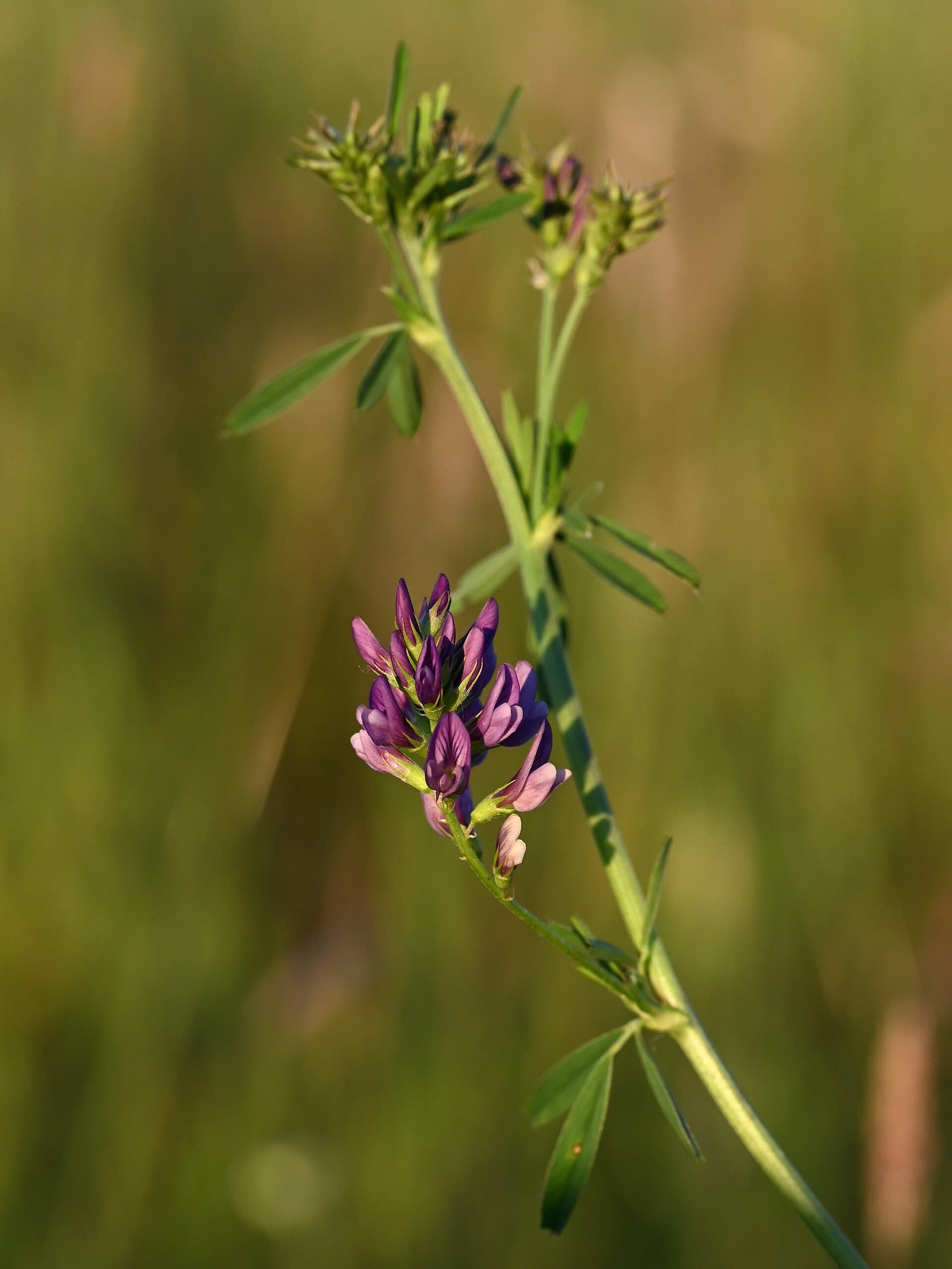 Alfalfa Seeds