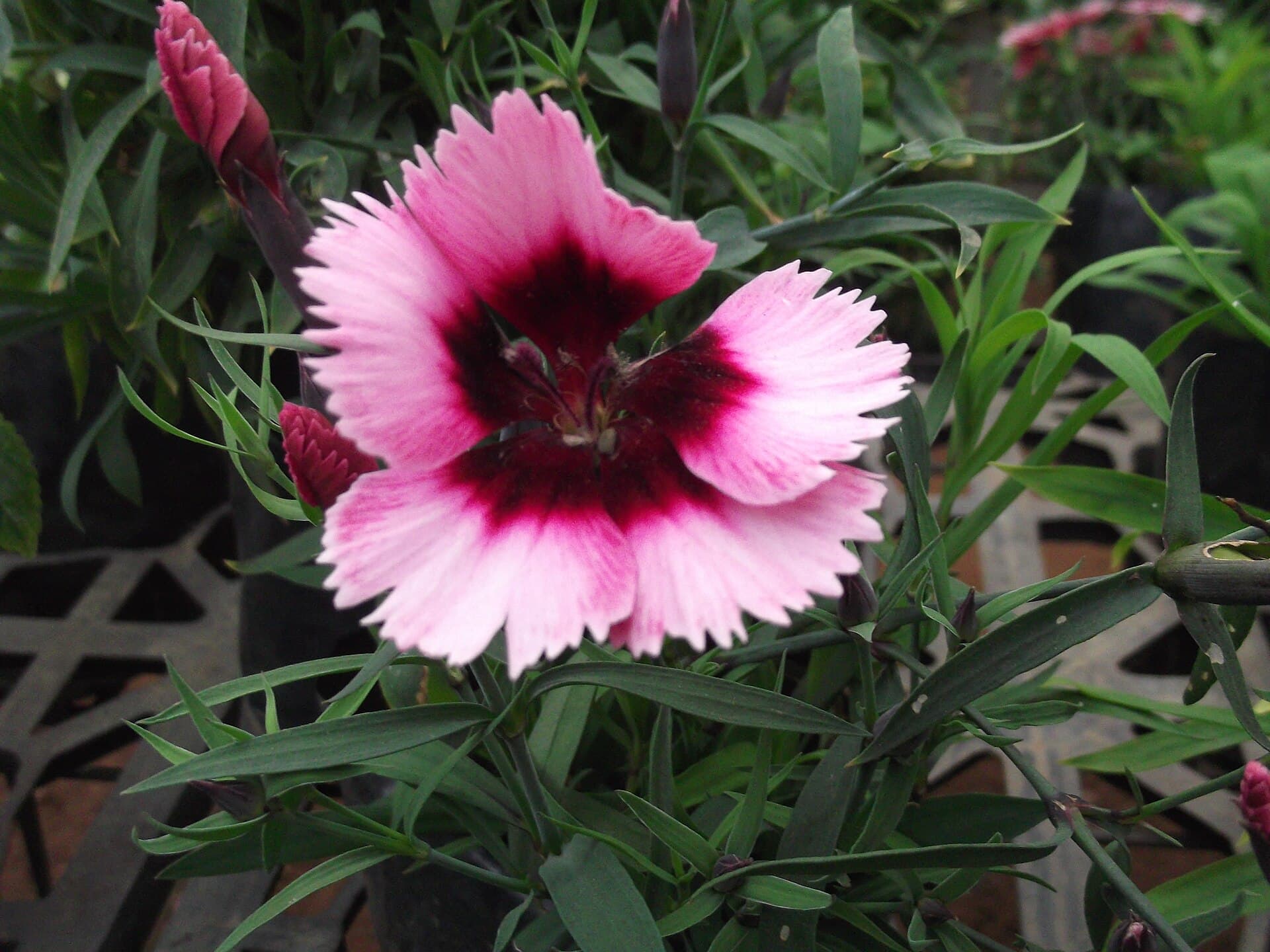Reference image for Dianthus chinensis
