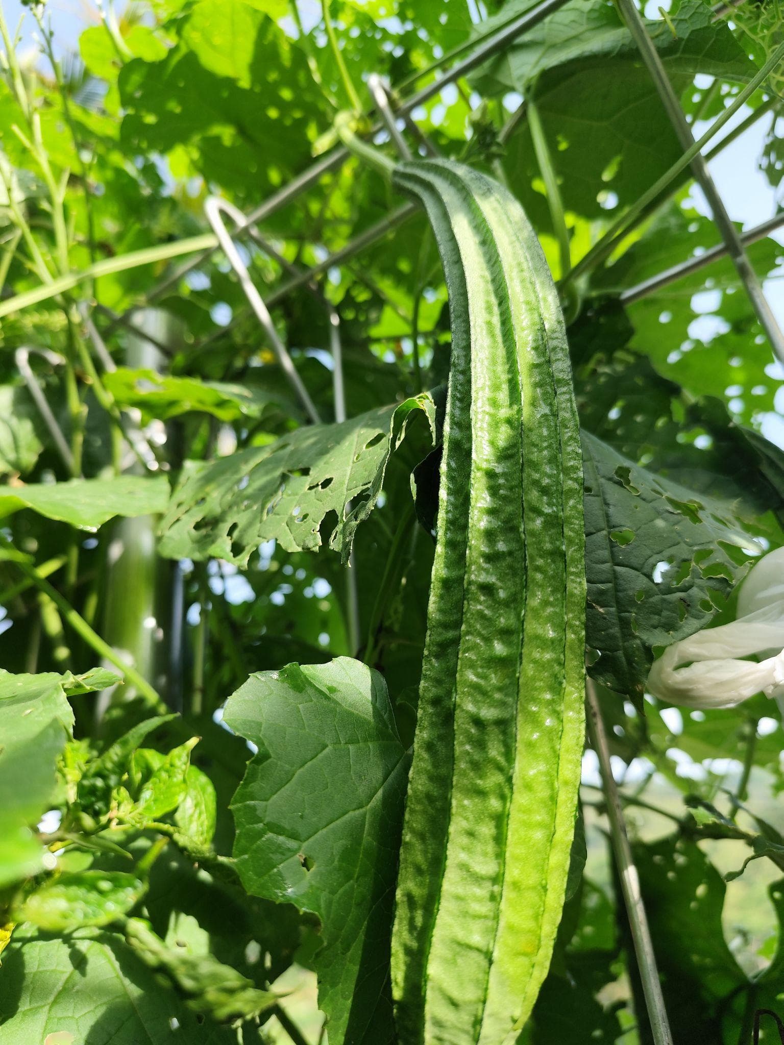Ridge gourd long green Seeds