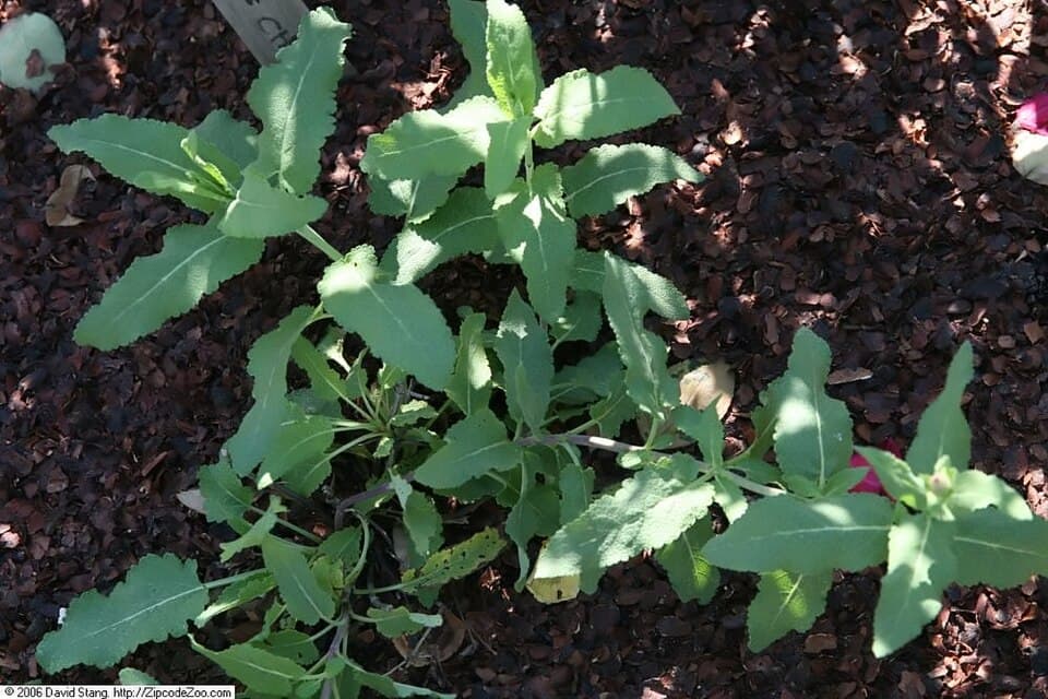 Reference image for Salvia nemorosa