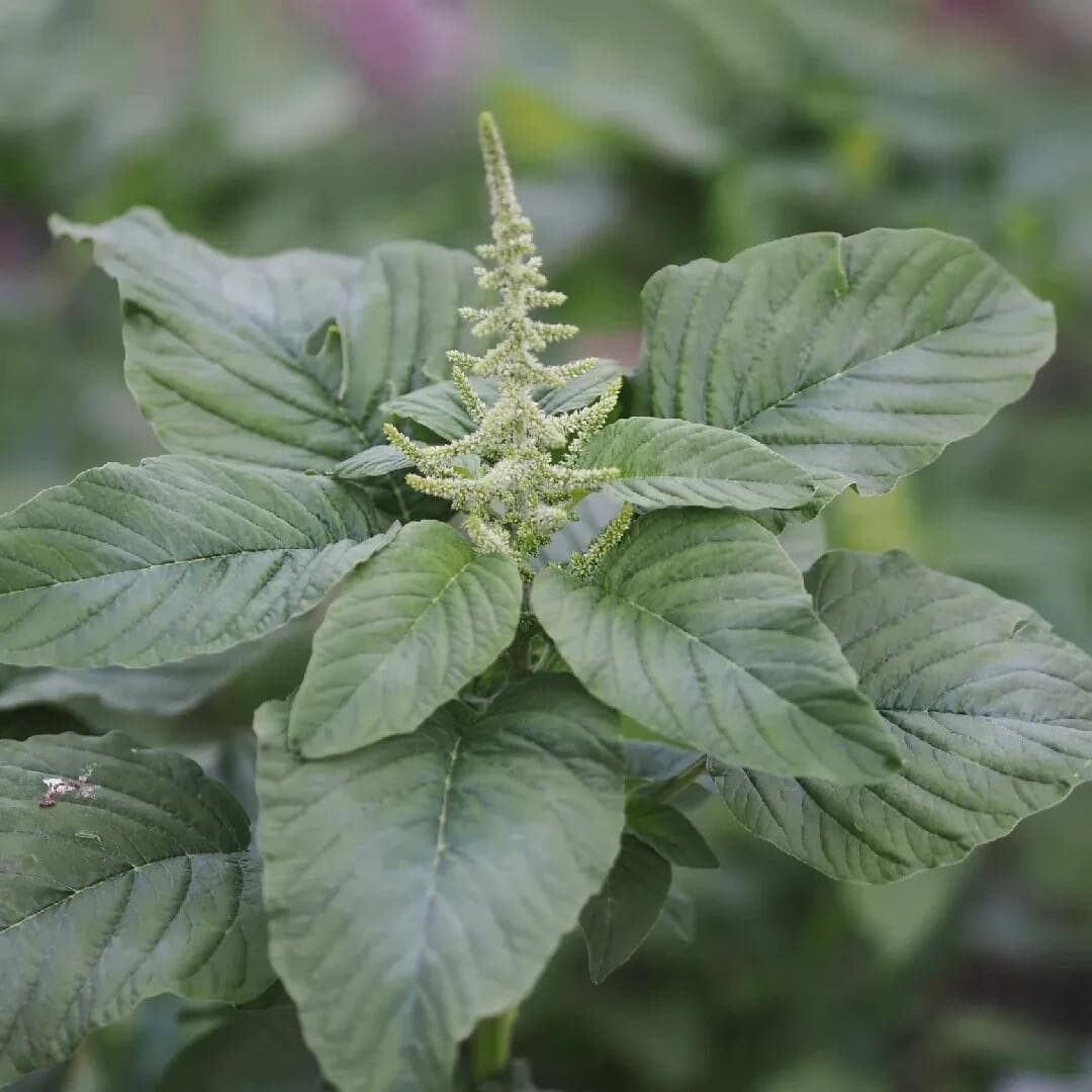 Amaranth green Seeds