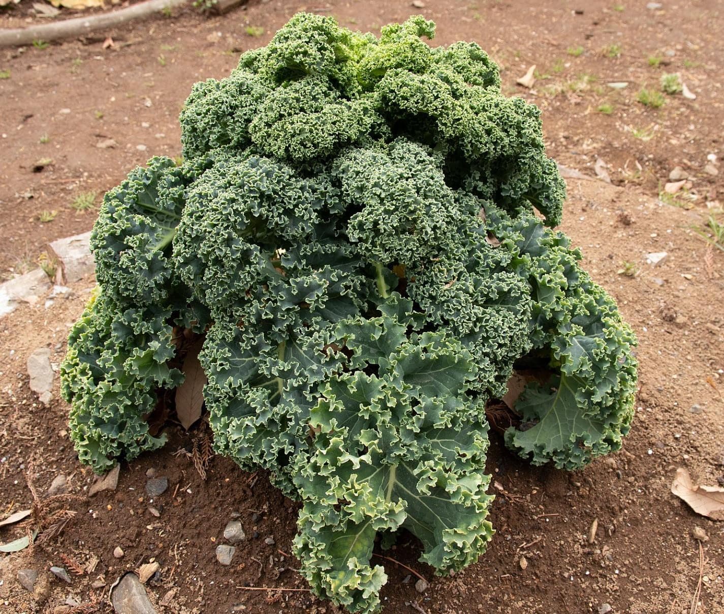 Curly Kale Seeds