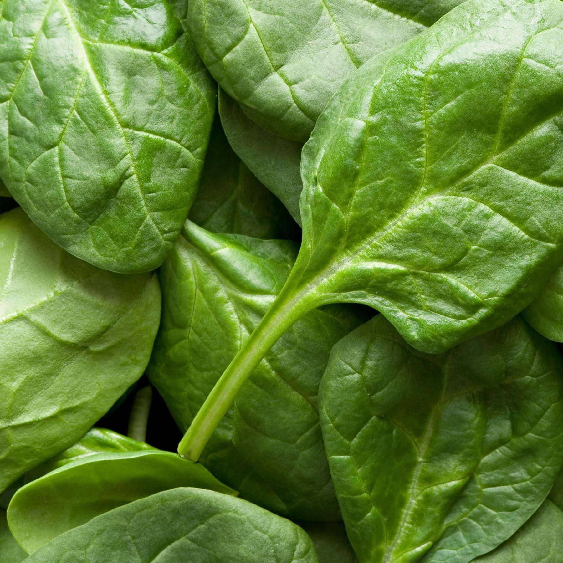 Spinach Seeds for Baby Leaf Harvest
