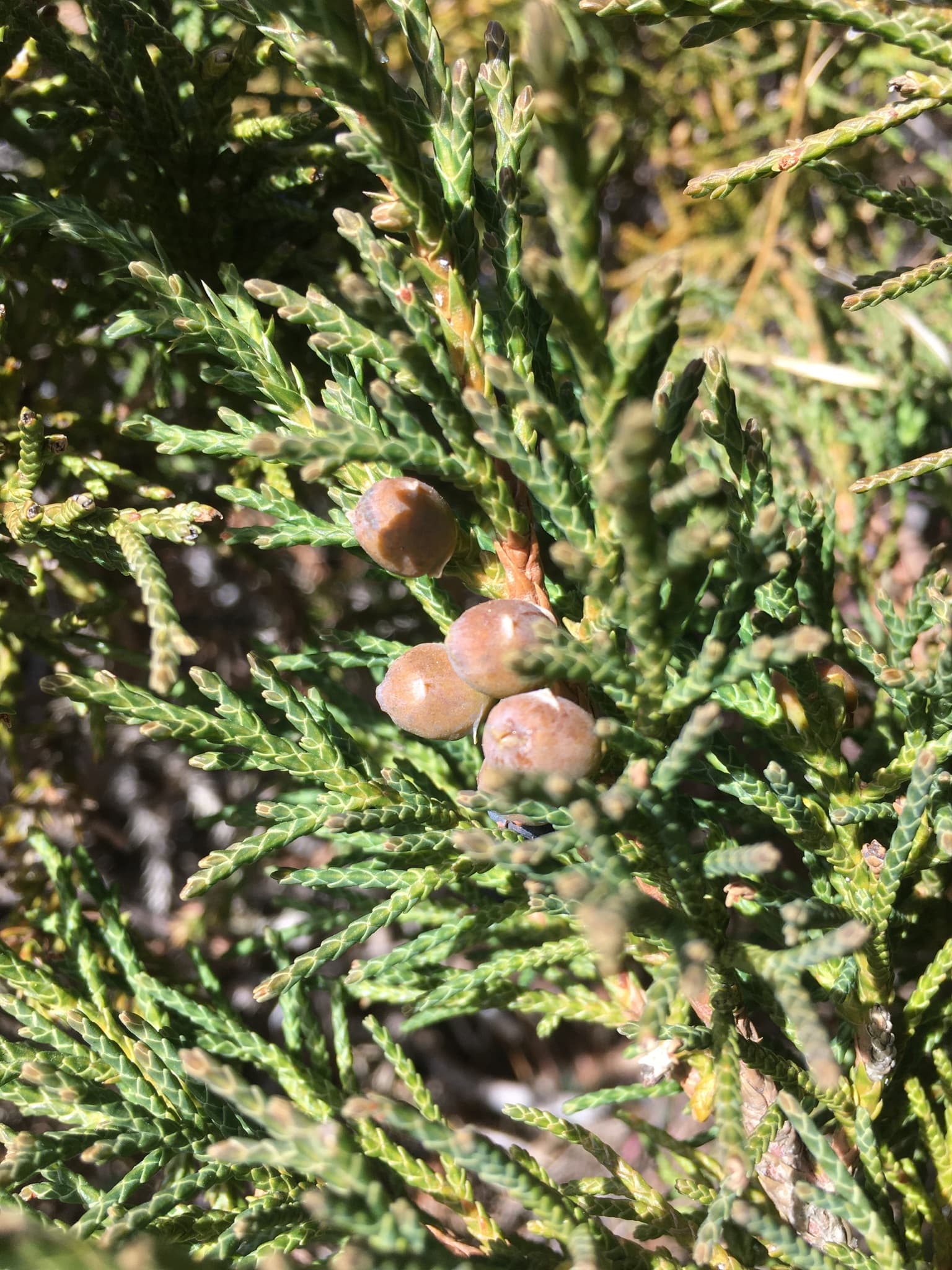 Reference image for Juniperus indica