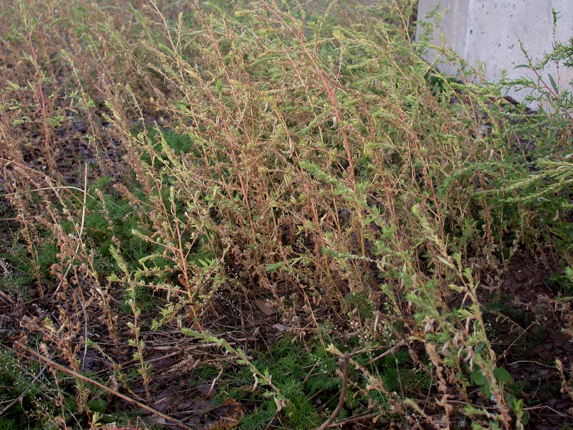 Reference image for Bassia scoparia