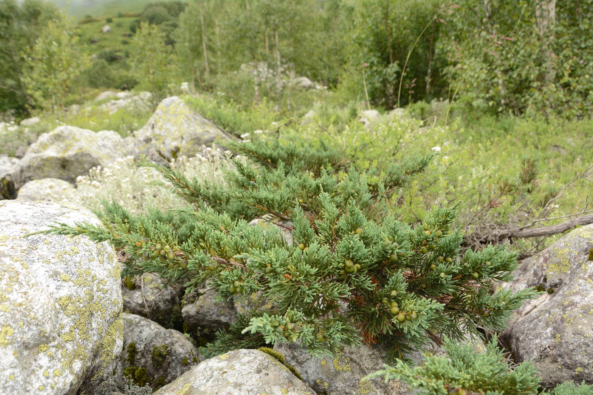 Reference image for Juniperus indica