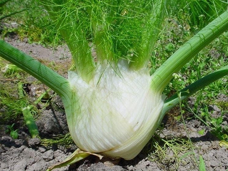Montavano Fennel Seeds