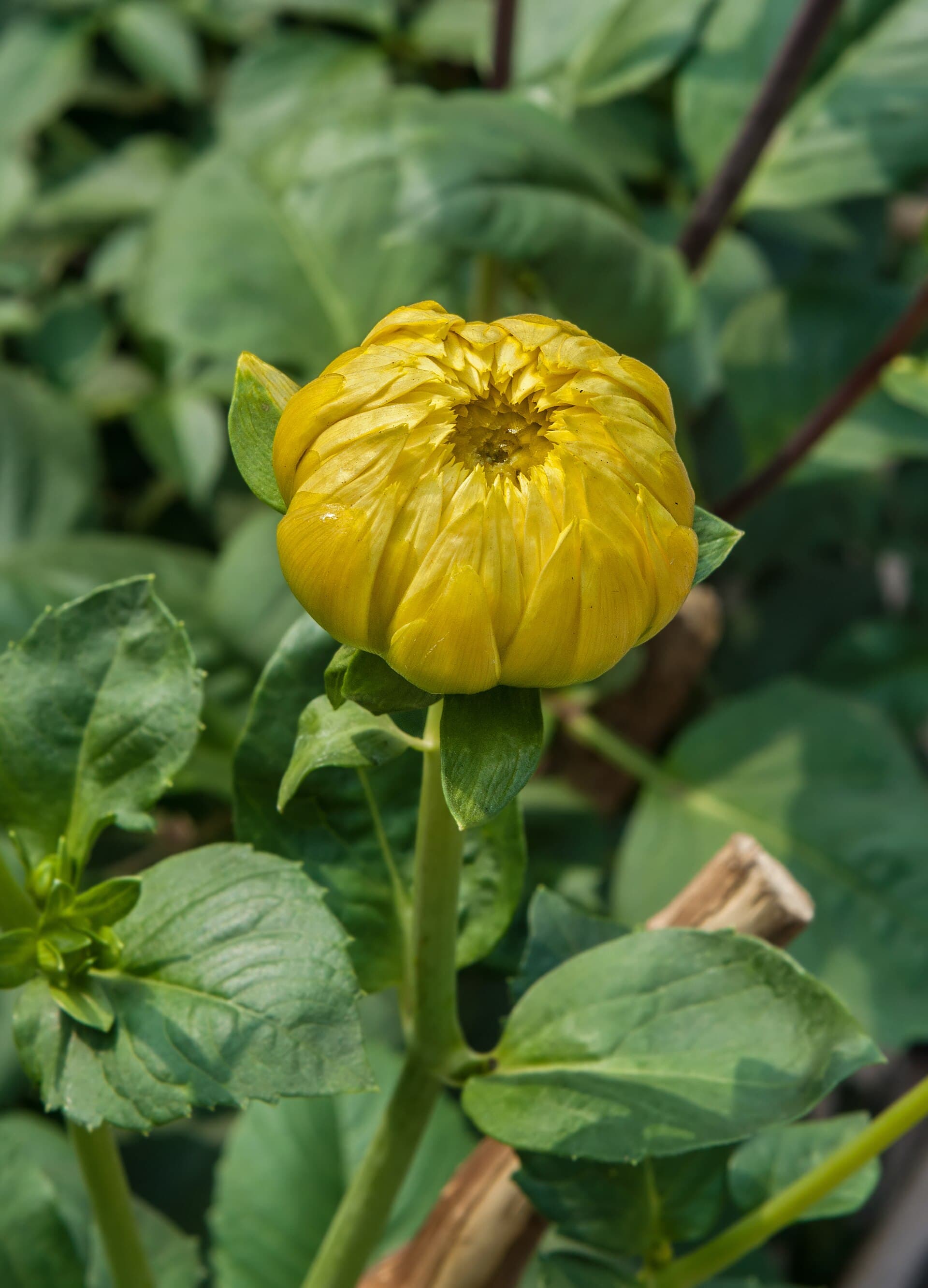 Reference image for Dahlia