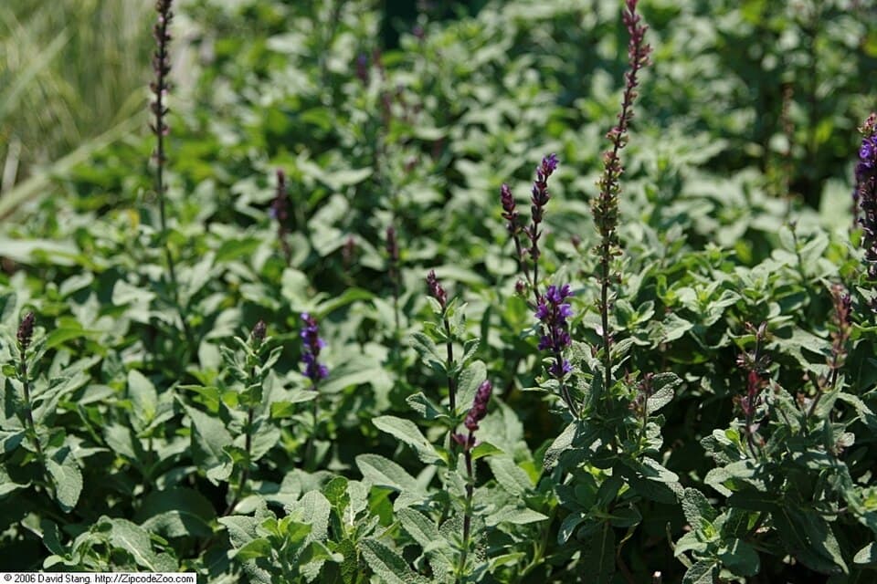 Reference image for Salvia nemorosa