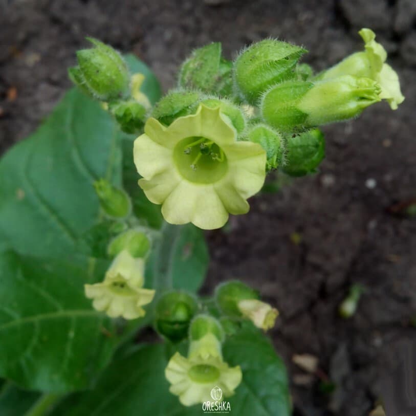 Tobacco Connecticut Broadleaf Seeds