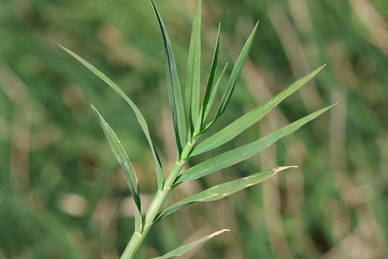Common Bermuda Grass Seeds