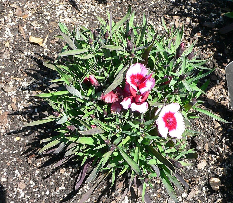 Reference image for Dianthus chinensis