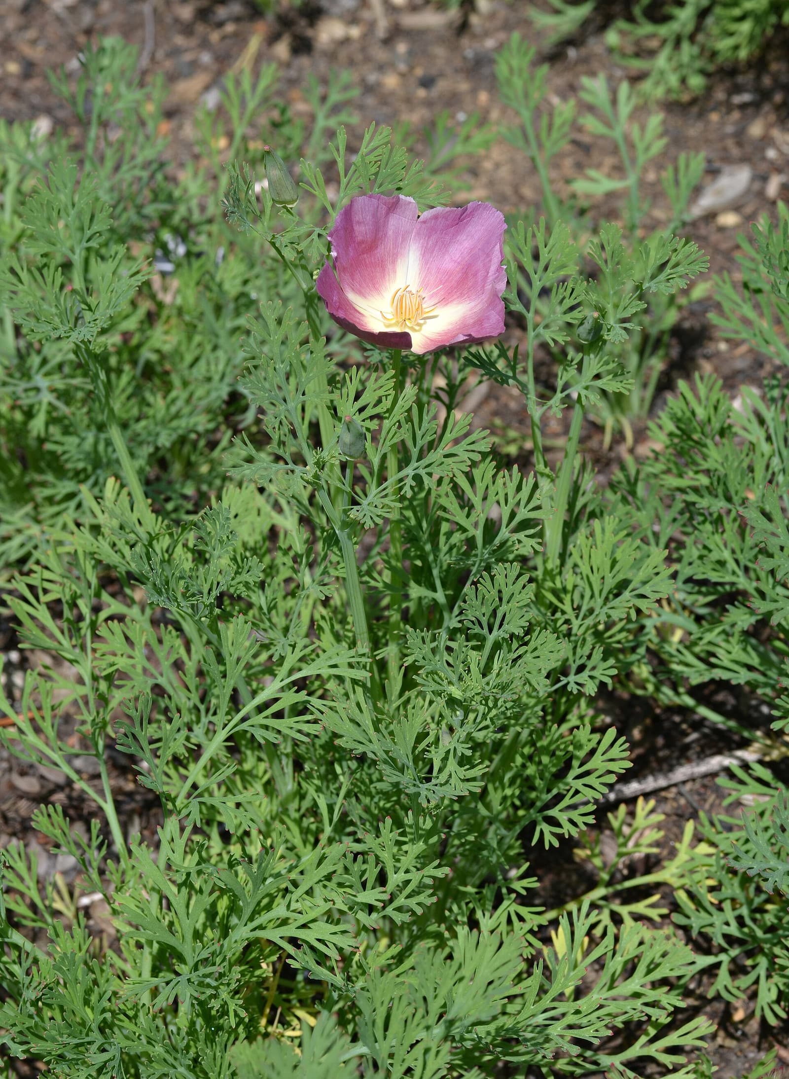 Reference image for Eschscholzia