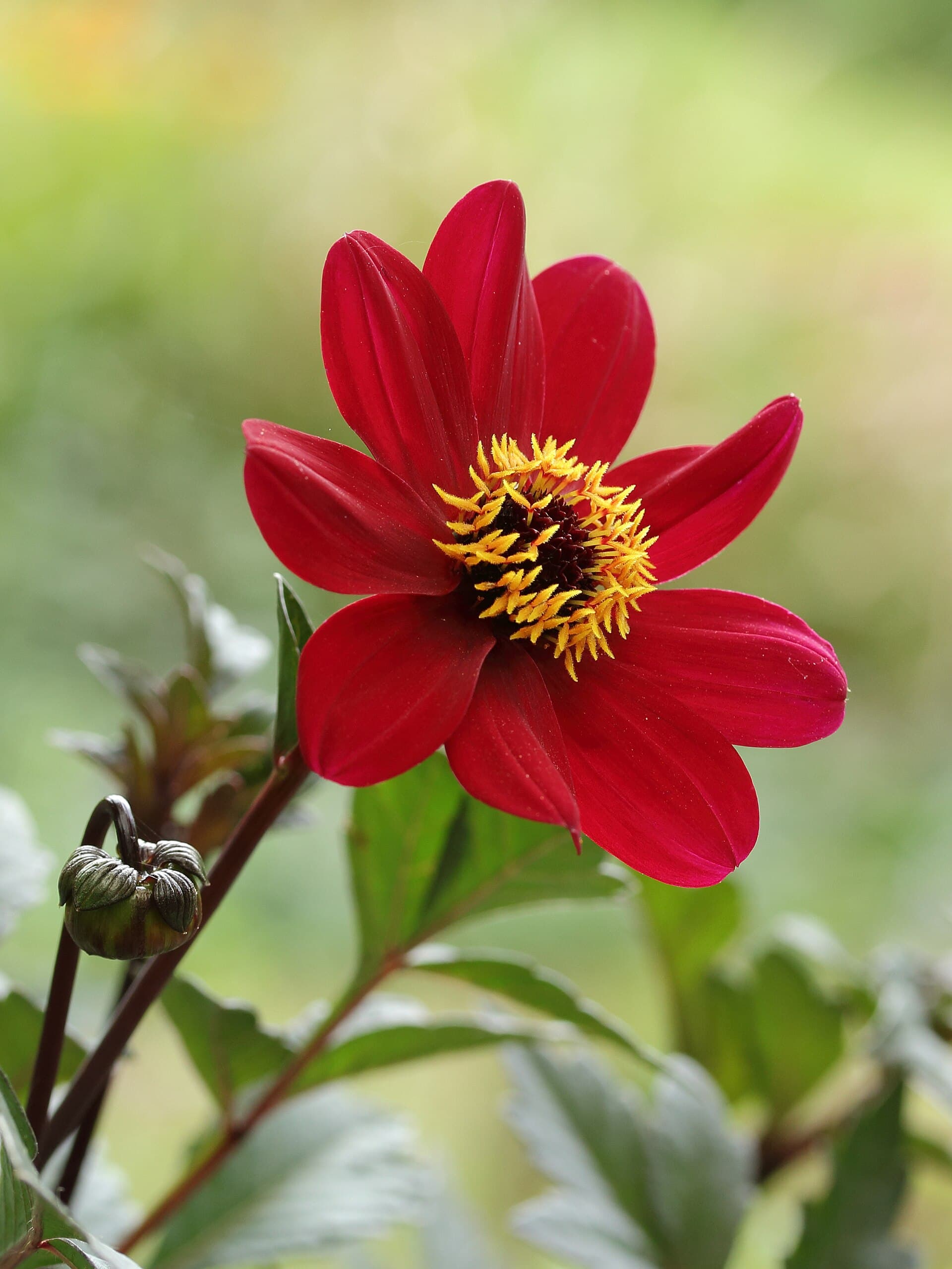 Reference image for Dahlia