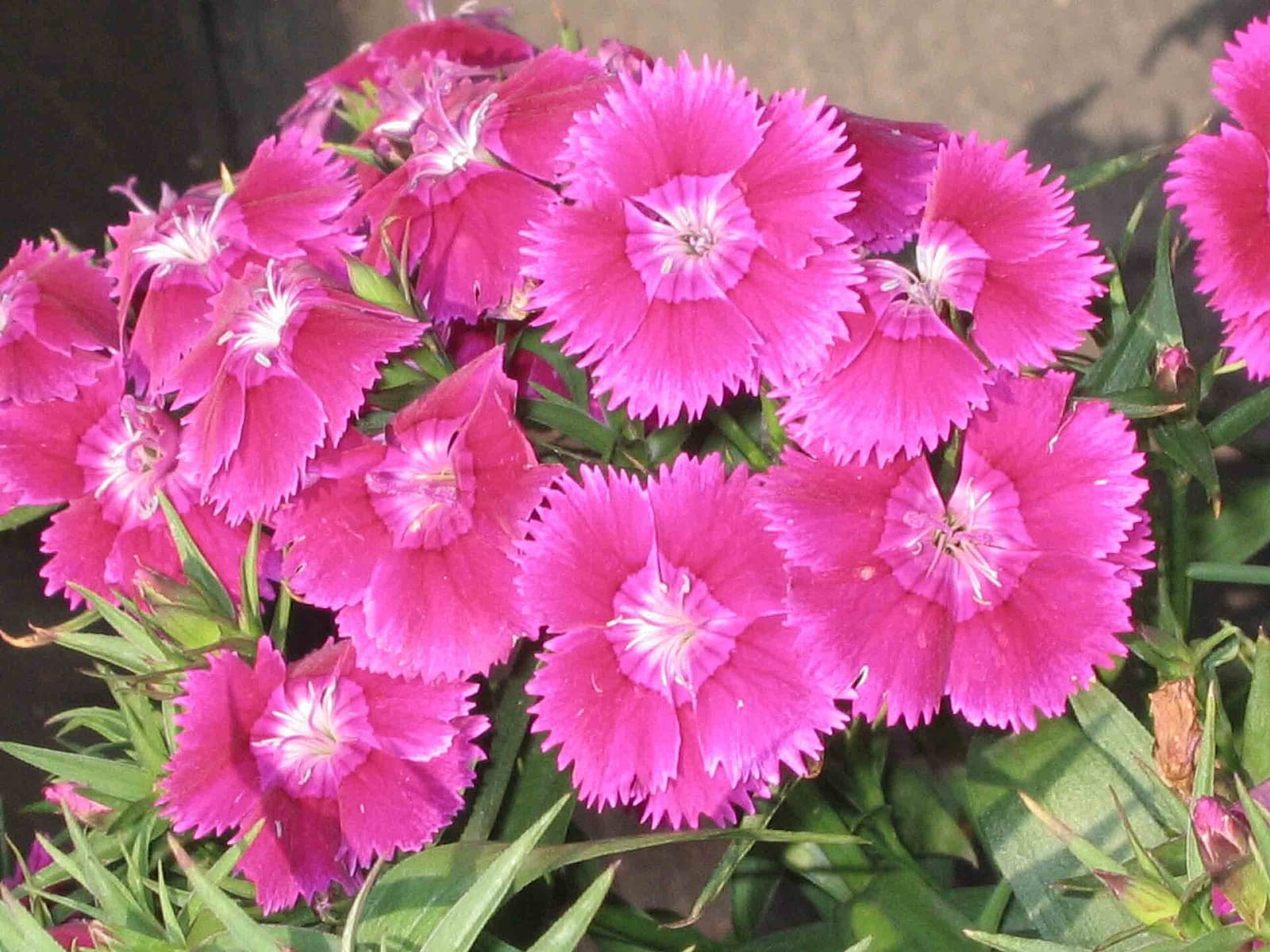 Reference image for Dianthus chinensis
