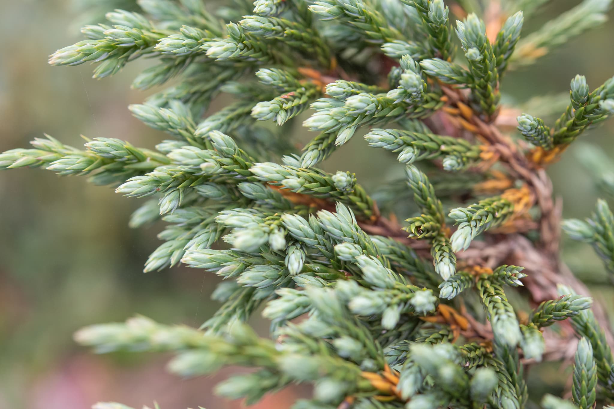 Reference image for Juniperus indica