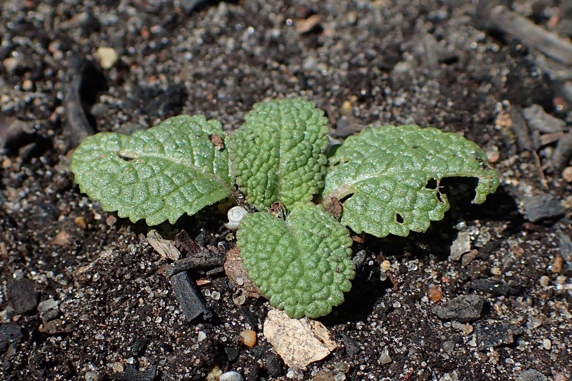 Reference image for Salvia nemorosa