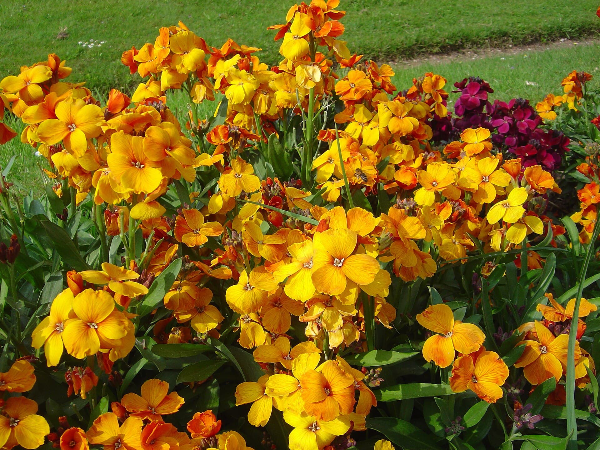 Reference image for Erysimum × cheiri