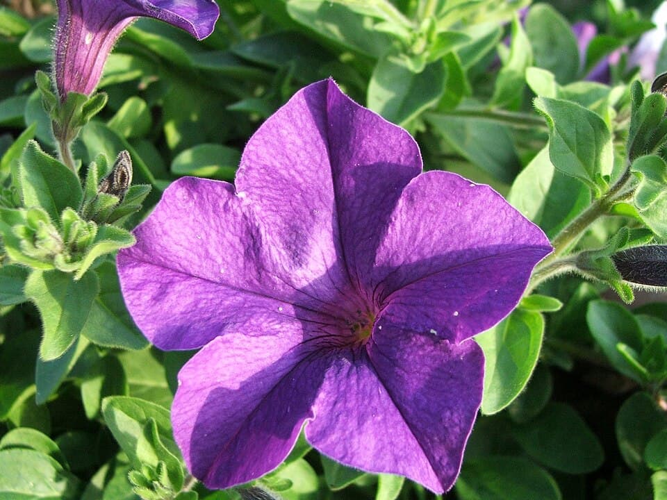 Reference image for Petunia