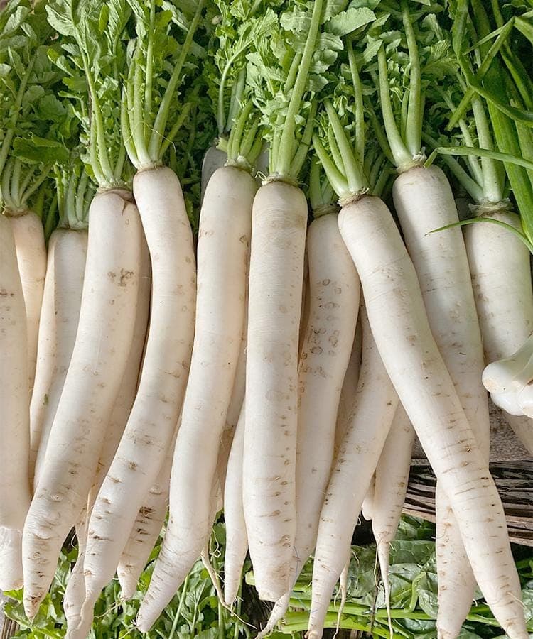 Long White Daikon Radish Seeds