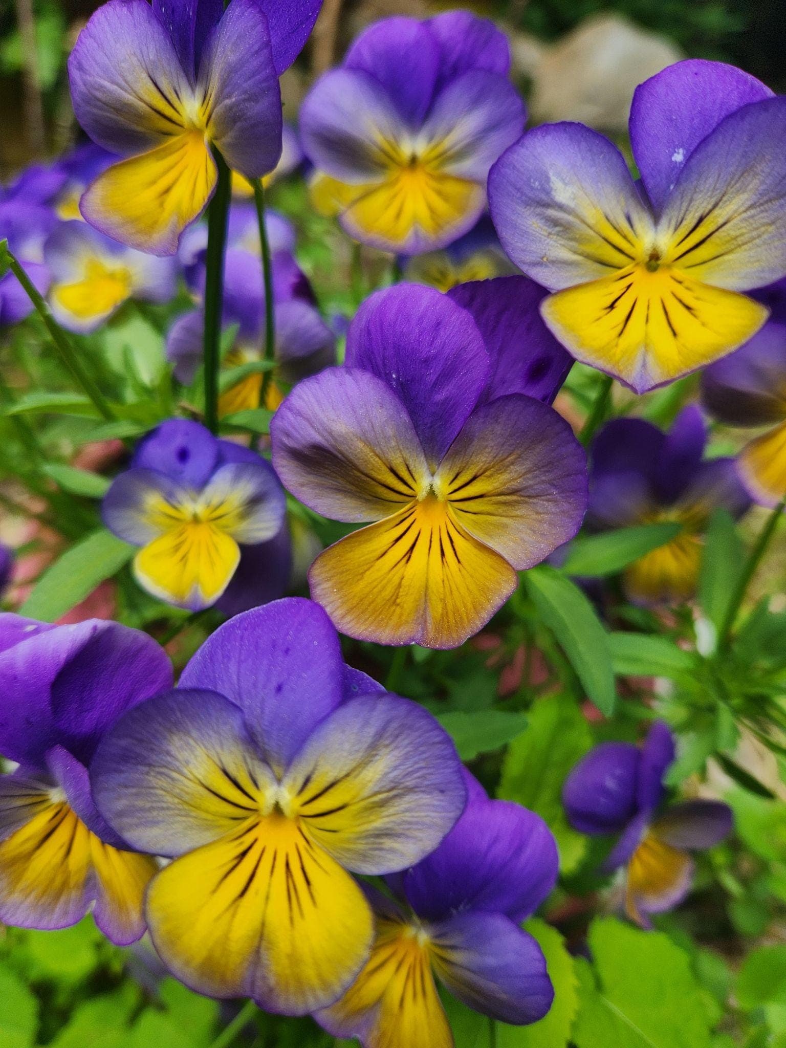 Pancy Johnny jump-up Seeds