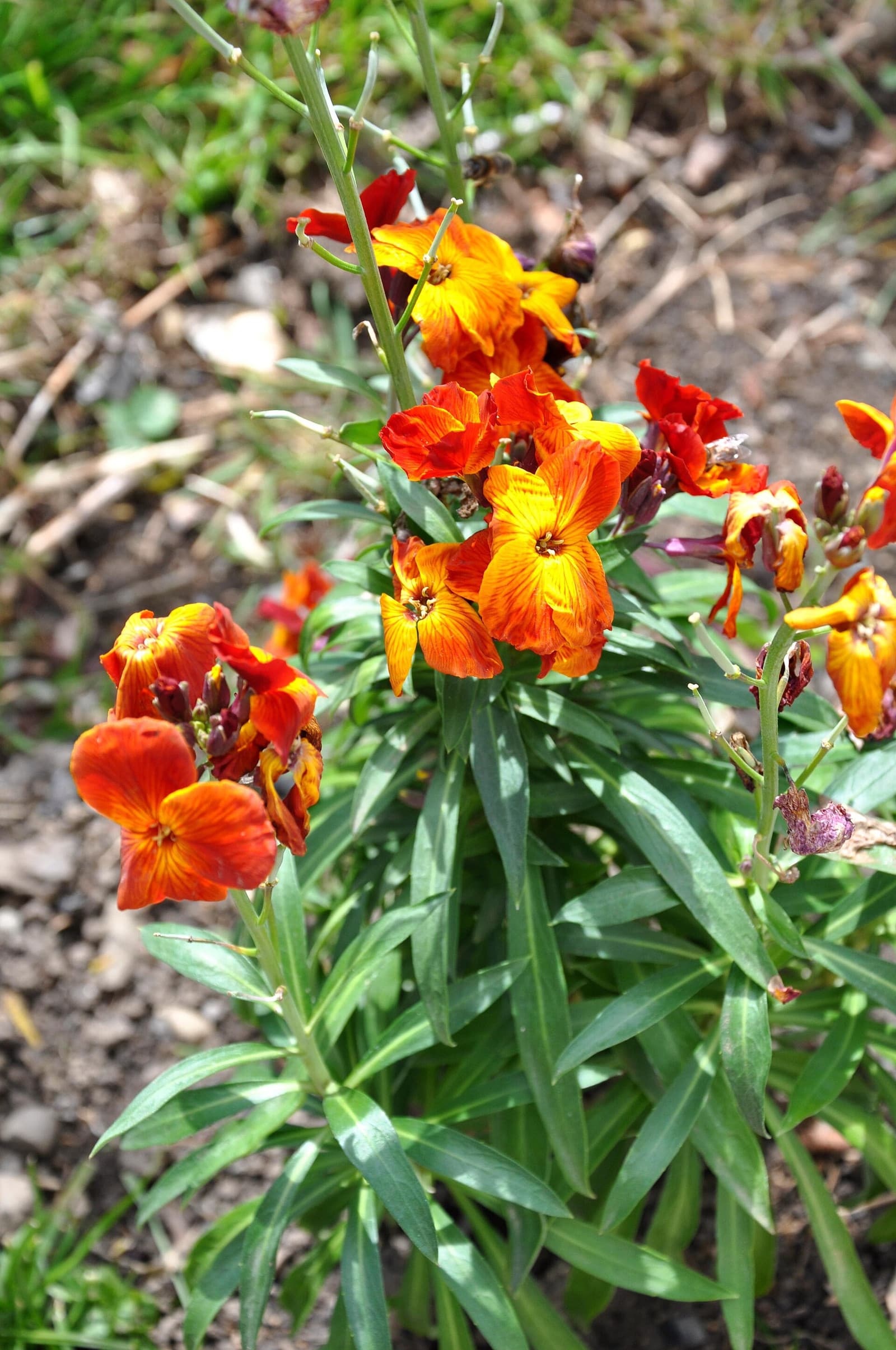Reference image for Erysimum × cheiri