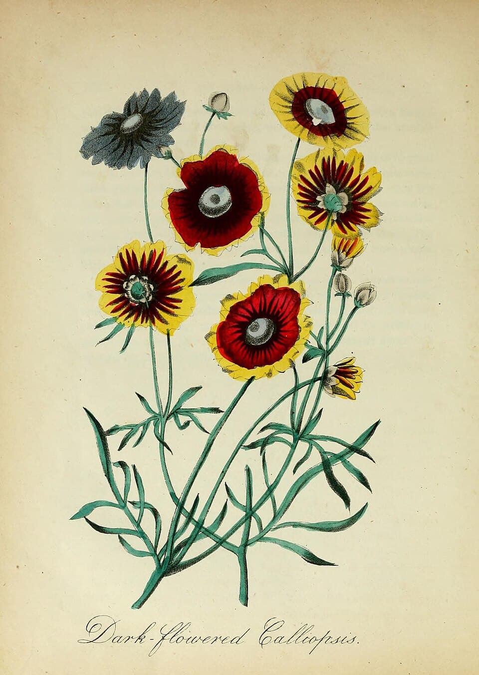 Reference image for Coreopsis tinctoria