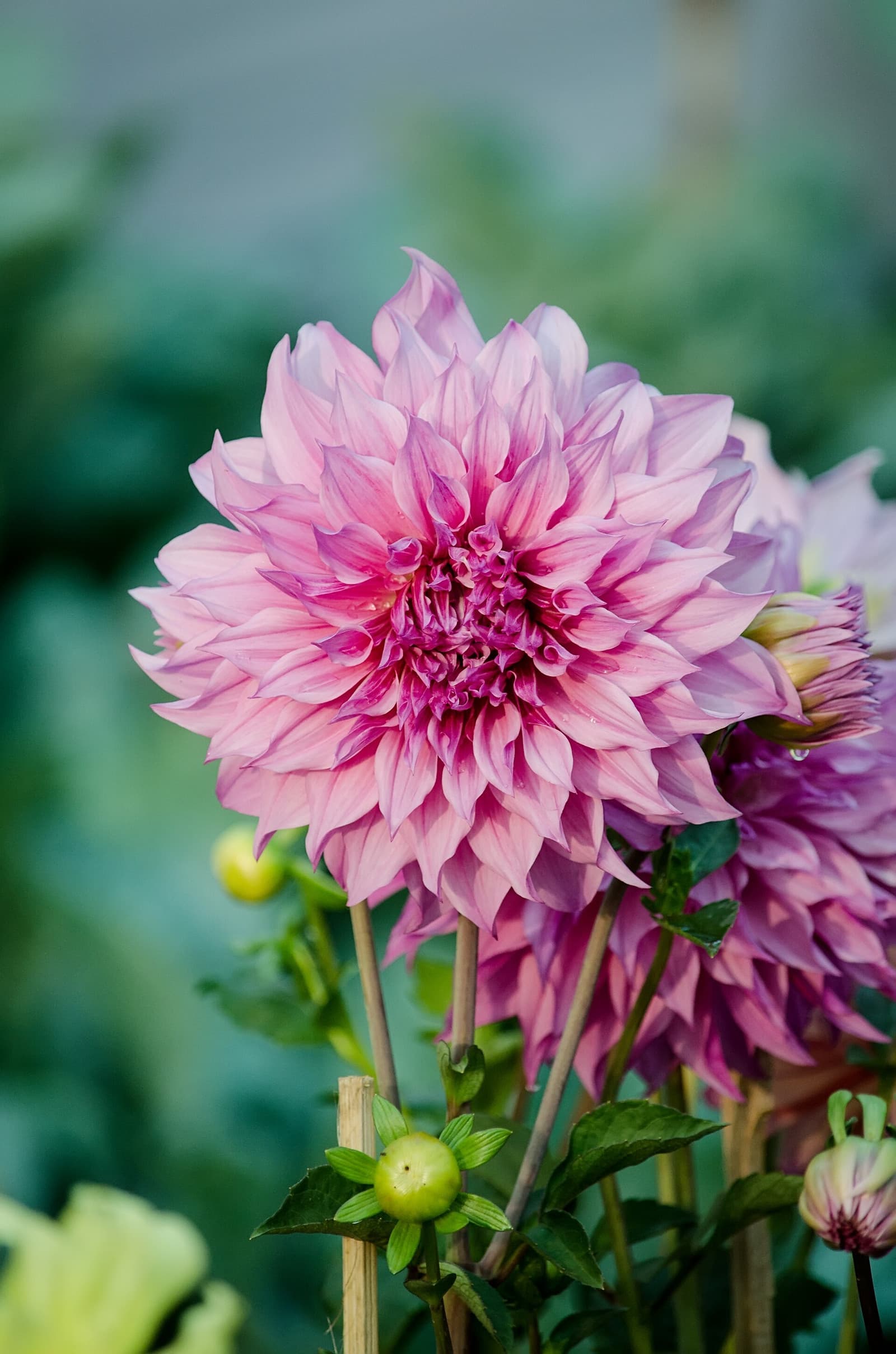 Reference image for Dahlia