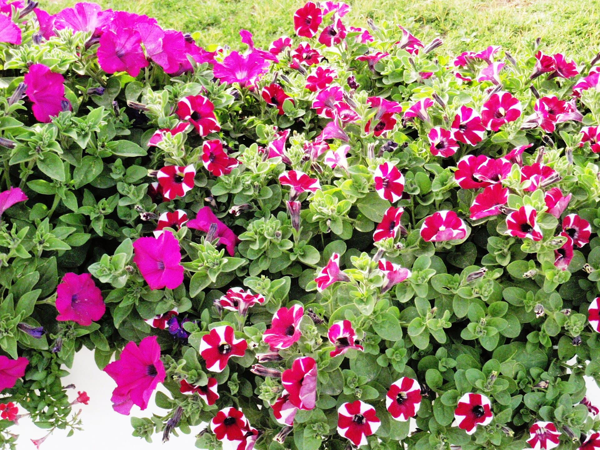 Reference image for Petunia