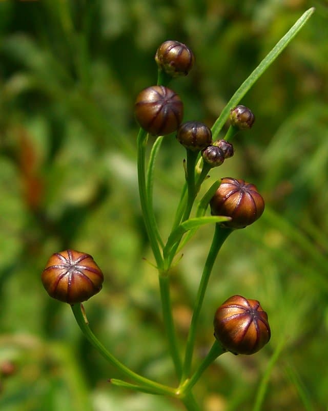 Reference image for Coreopsis tinctoria