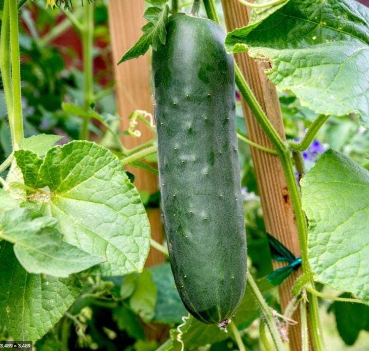 Marketmore Cucumber Seeds