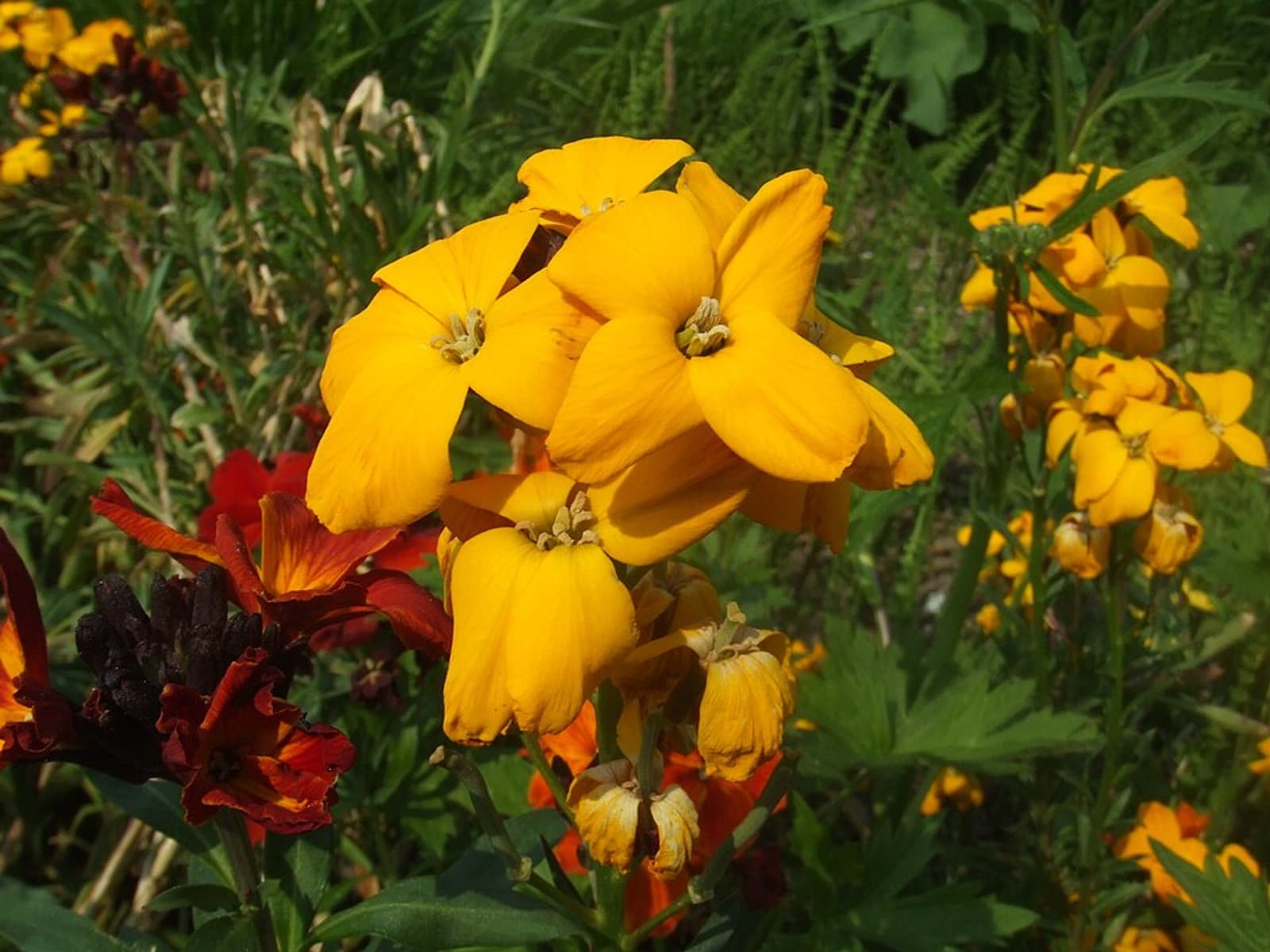 Reference image for Erysimum × cheiri
