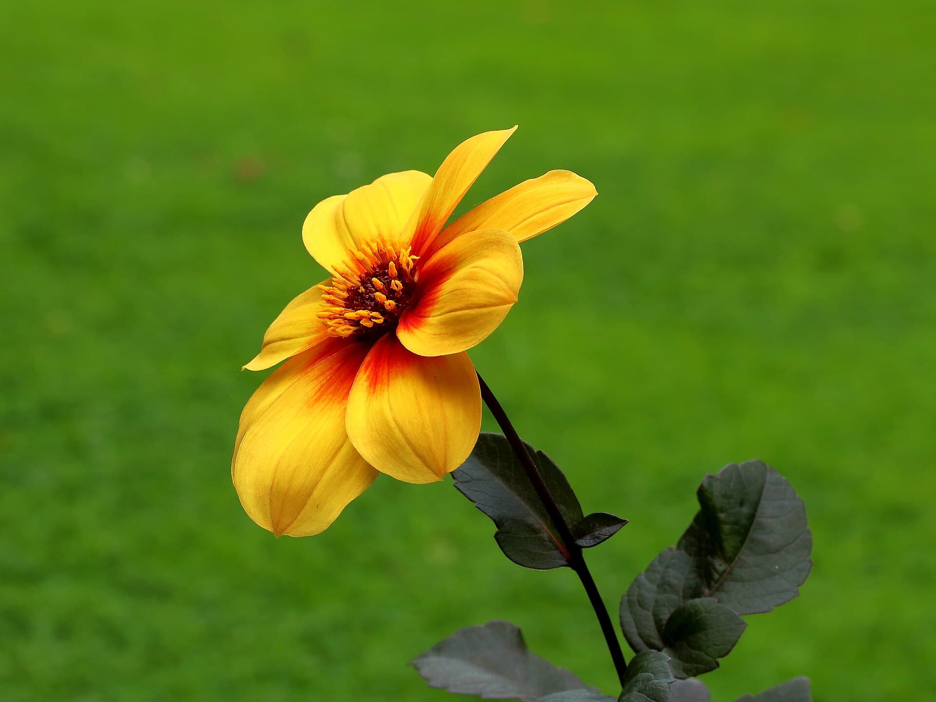 Reference image for Dahlia