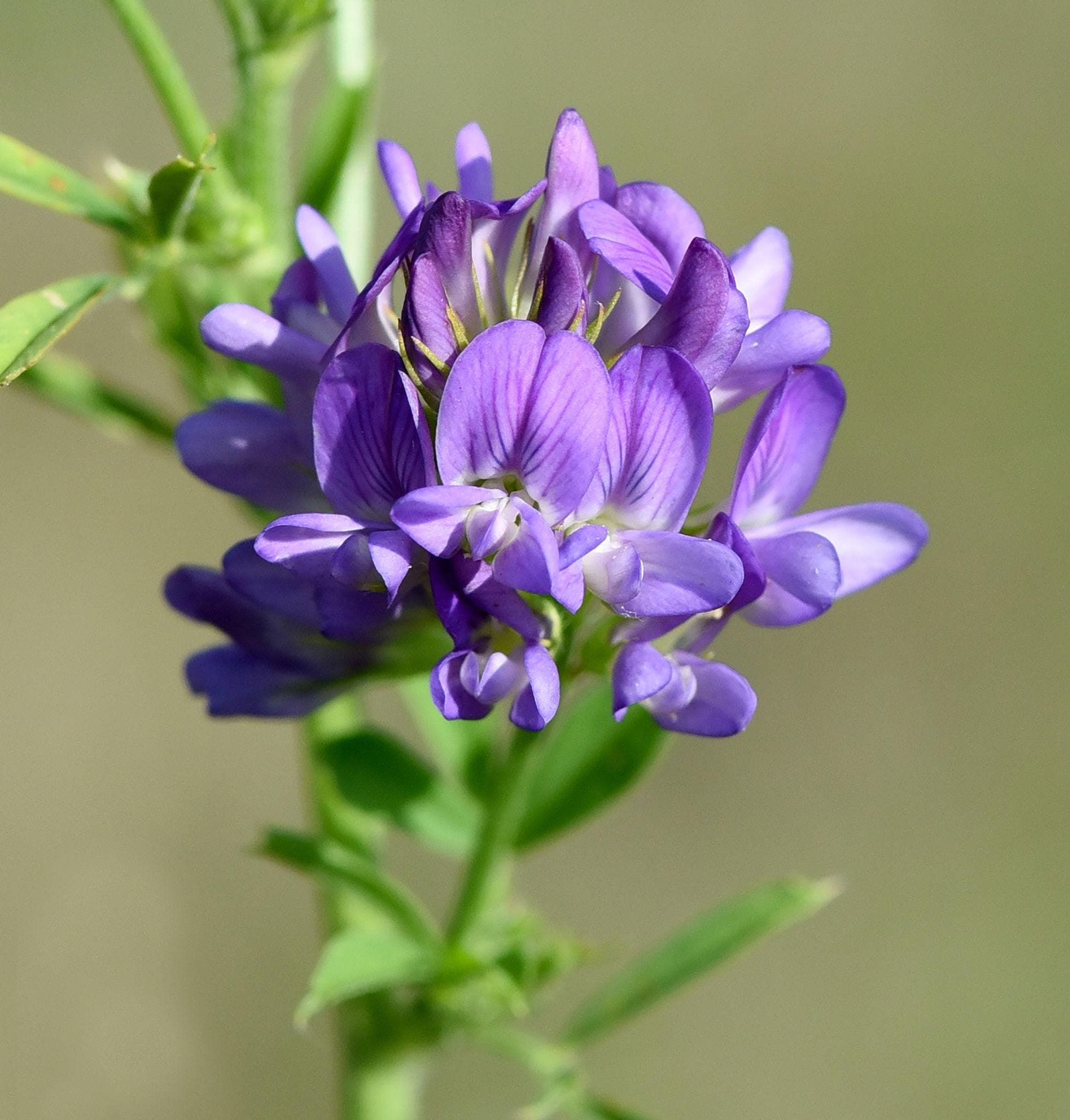 Alfalfa Seeds